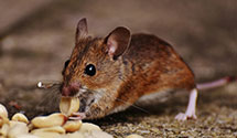 24 Hour & Emergency Exterminators in Stafford, VA